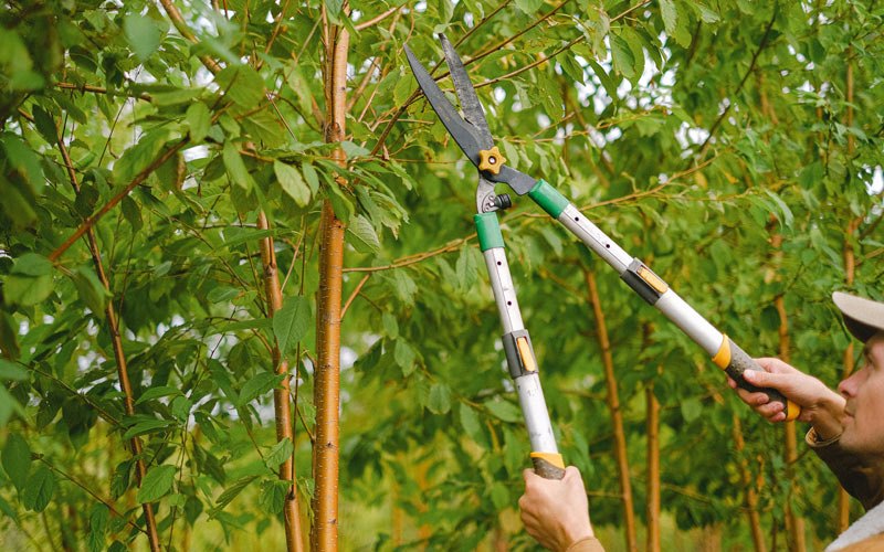Tree trimming in Arrington, TN